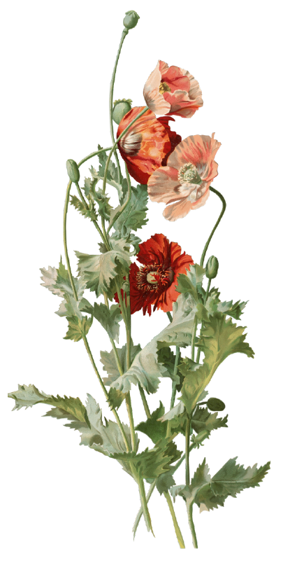 コンセプト用ポピー